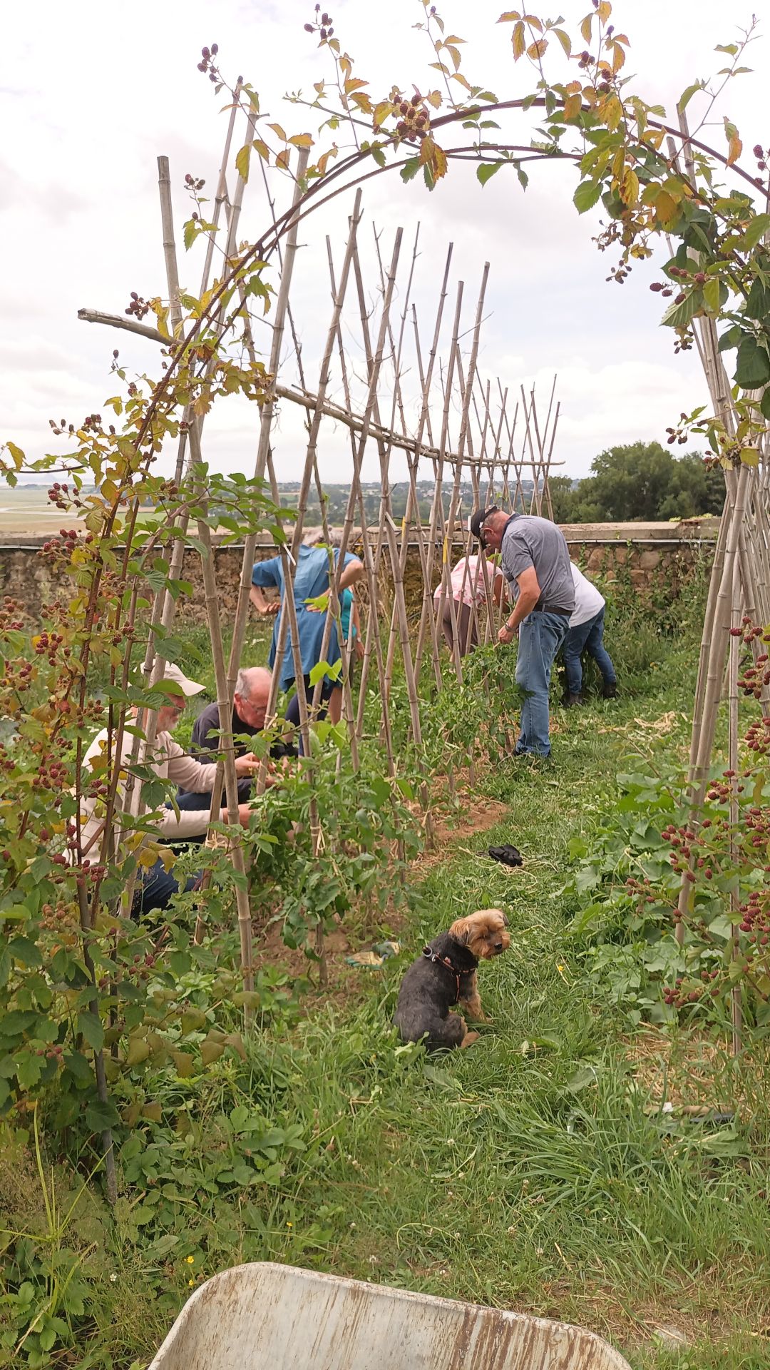 Tout le monde à la tâche sur les tomates